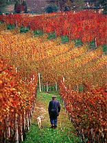 Vinity Wine Company - Importers and Exporters of Artisan Italian Wines