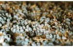 Grapes Drying